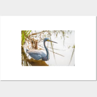 Tri-colored Heron Wading the Shallows Posters and Art